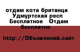 отдам кота британца - Удмуртская респ. Бесплатное » Отдам бесплатно   